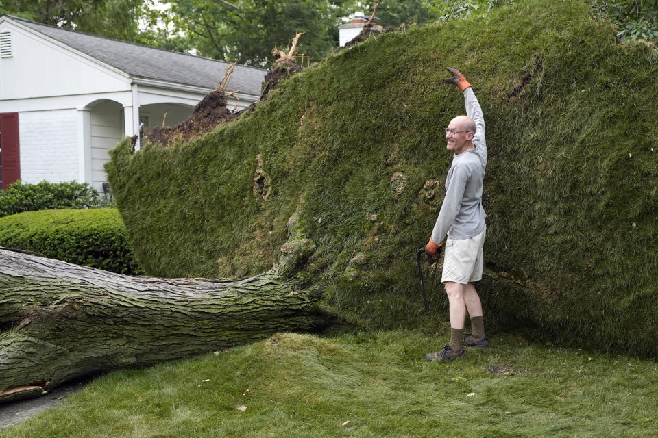 Alan Study stands next to his fallen tree as a neighbor photographs the size comparison, Friday, June 21, 2024, in Beverly Hills, Mich. AP Photo/Carlos Osorio)