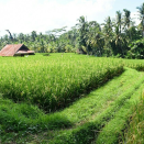 It became the bible for anyone trying to find themselves, so head to Bali's beautifully lush Ubud rice paddies for your own version of Julia Roberts' 'Eat, Pray, Love' experience.