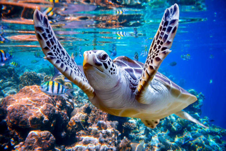 Sea turtle swims under water on the background of coral reefs. Maldives Indian Ocean coral reef.