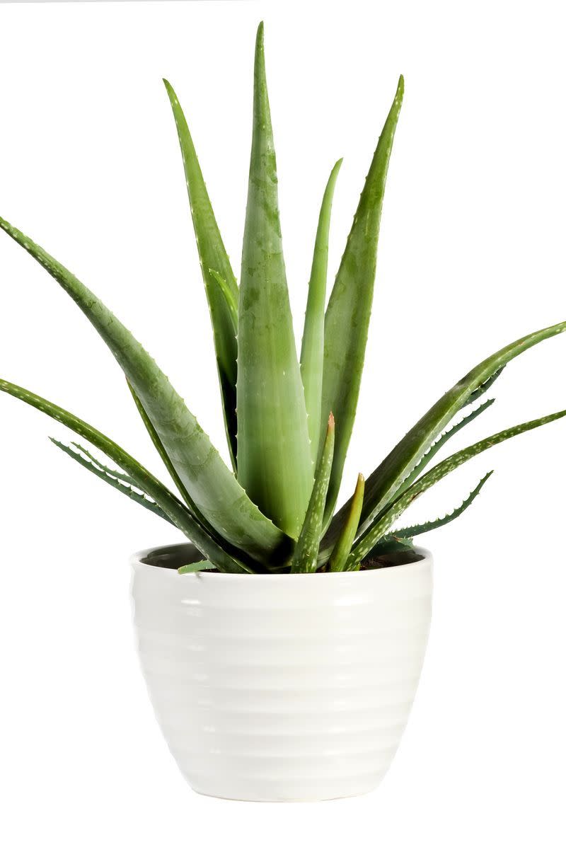 6) Aloe Vera