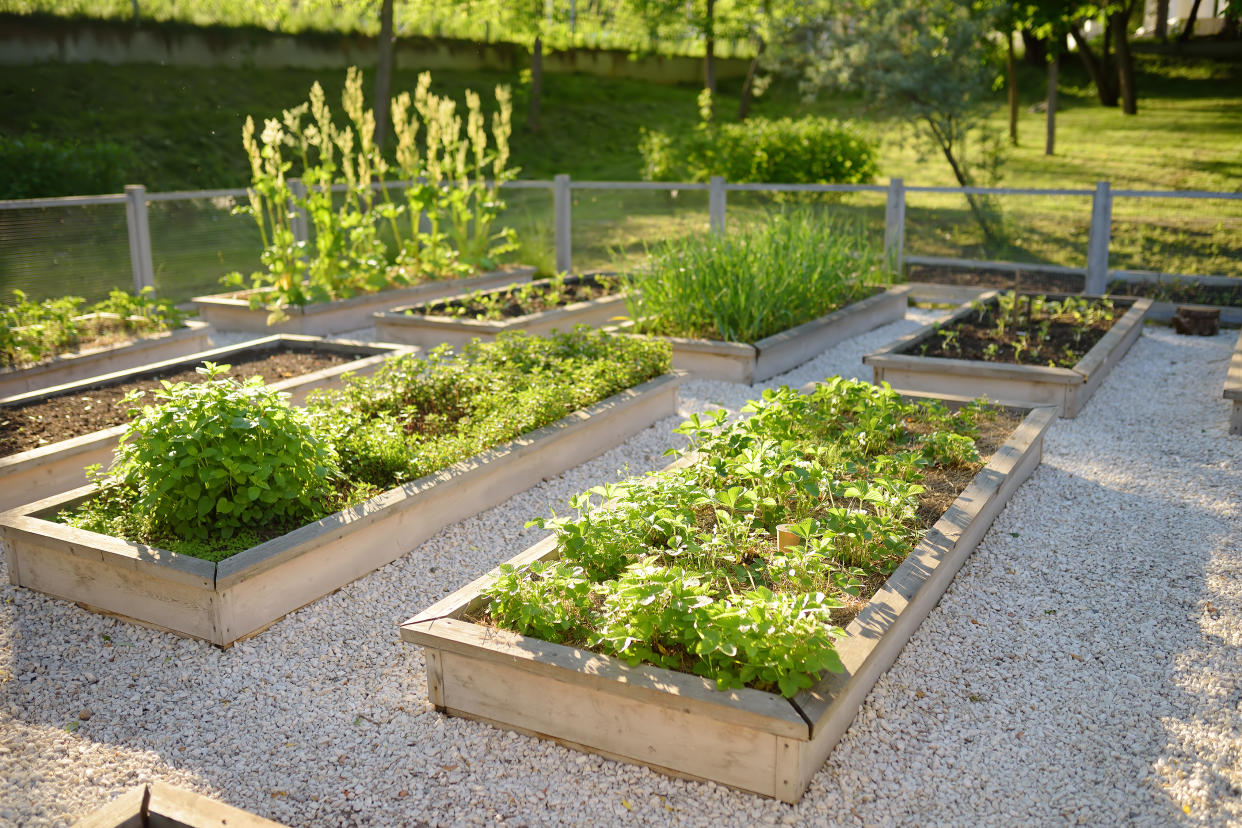  Raised beds with vegetables growing in the sun. 