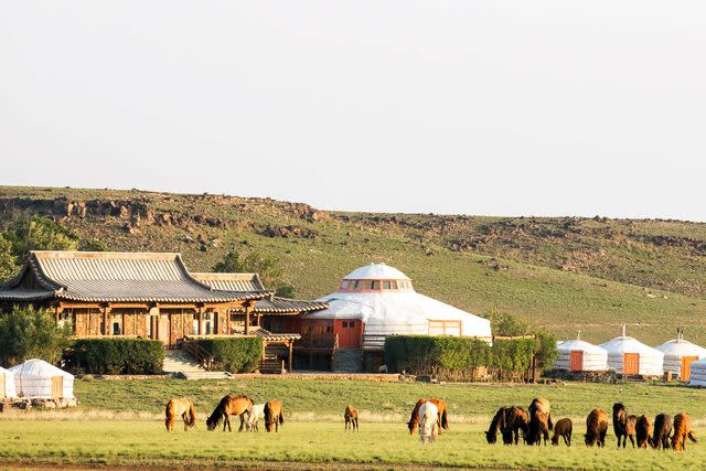 <p>Courtesy of Beyond Green</p> Horses graze at Three Camel Lodge, a hotel in the Beyond Green portfolio, in Mongolia.