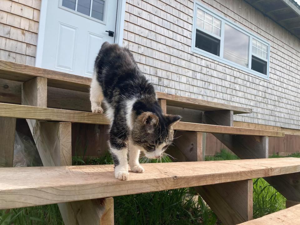 Kitty may be almost 25 years old but she still ventures outside Burck's home and sometimes plays with his two large dogs.