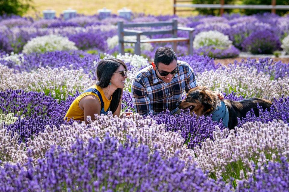 Lavender fields in Sequim, Washington