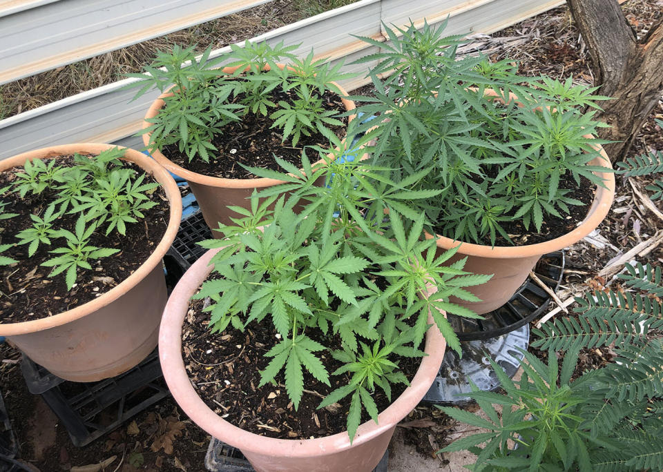 A man who allegedly called police to report the theft of cannabis plants from his property will appear in a Northern Territory court on drug charges