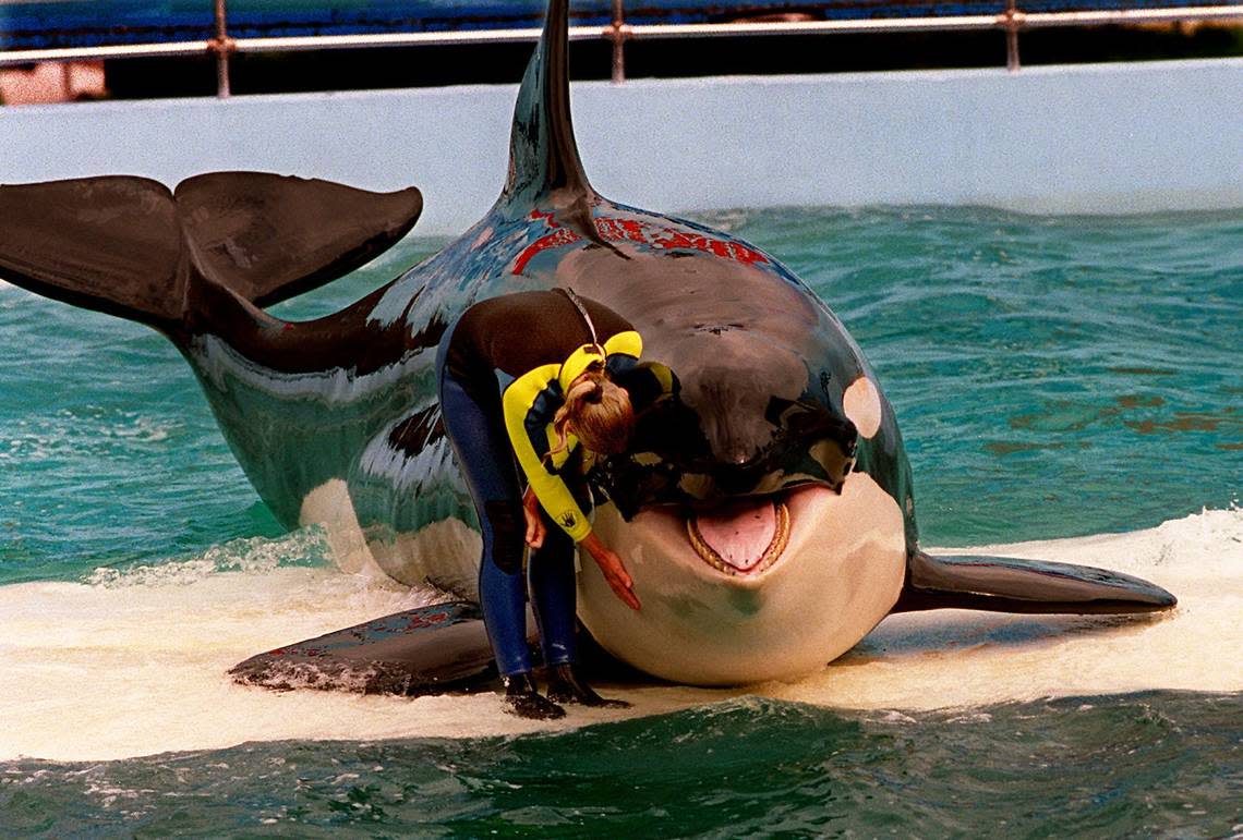 Marcia Hinton, Lolita’s trainer in 1995, pets the whale during a performance at the Miami Seaquarium.