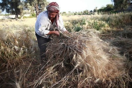 A farmer harvests wheat in a field in Damascus's Eastern Ghouta suburbs, Syria June 5, 2016. REUTERS/Bassam Khabieh