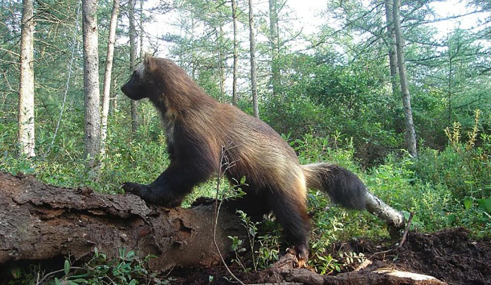 Michigan's lone wolverine peers at her surroundings on a bright 2007 day in the Minden City swamp.