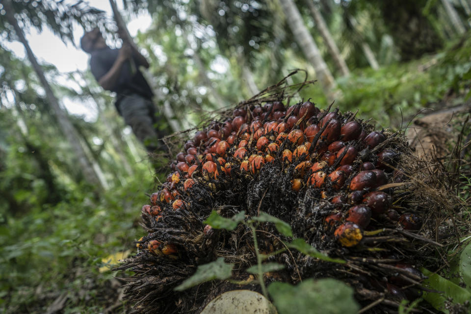 KUTA MAKMUR, NORTH ACEH, INDONESIA - 2020/01/21: Palm oil fruit after being harvested at a palm oil plantation area in Kuta Makmur, North Aceh Regency. After two consecutive years of distress, in early 2020 the price of Crude Palm Oil or CPO has increased. The price of CPO contracts on the Malaysian exchange is at the level of RM2,943 or 723USD per ton. The price increase was due to political problems between Malaysia and India related to the issue of Kashmir. Although the price of palm oil has increased, yields from some farmers in Aceh province have declined due to the condition of palm oil fruit that failed to harvest. (Photo by Zikri Maulana/SOPA Images/LightRocket via Getty Images)
