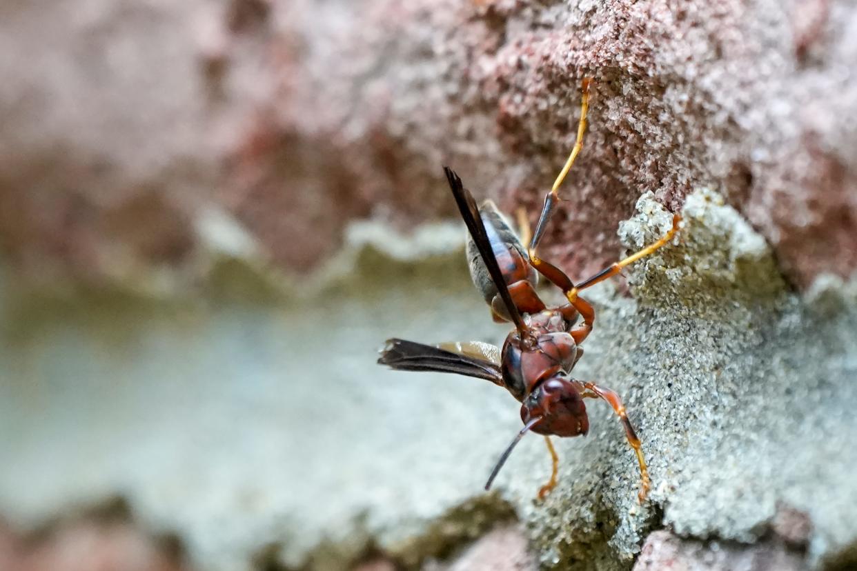 A paper wasp clings to a brick wall on Friday, Sept. 8, 2023 in Union, Ky.