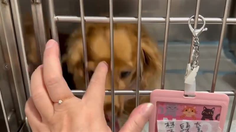 宋晉賢PO片，表示小甜甜探視受傷的狗。（圖／翻攝自臉書）