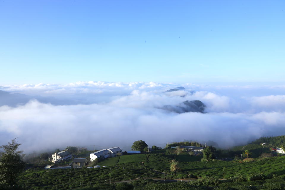 <strong>阿里山的雲海。（圖／竹崎鄉石棹社區發展協會提供）</strong>