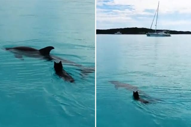 Incredible footage of dog and dolphin playing together