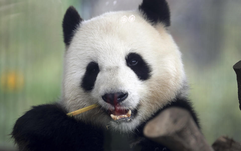 In this picture taken trough a window female panda Men Meng eats bamboo at its enclosure at the Zoo in Berlin, Germany, Friday, April 5, 2019. (AP Photo/Michael Sohn)