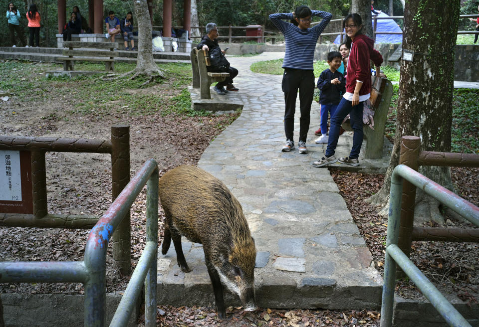 In this Jan. 13, 2019, photo, a wild boar scavenges for food while local residents watch at a Country Park in Hong Kong. Like many Asian communities, Hong Kong ushers in the astrological year of the pig. That’s also good timing to discuss the financial center’s contested relationship with its wild boar population. A growing population and encroaching urbanization have brought humans and wild pigs into increasing proximity, with the boars making frequent appearances on roadways, housing developments and even shopping centers. (AP Photo/Vincent Yu)