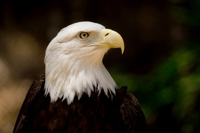 Buenas noticias para el águila calva americana