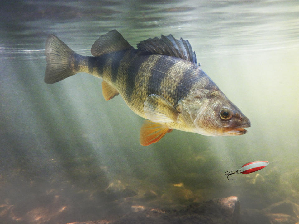 Yellow perch, (Perca flavescens), depicted in a natural setting following a spoon type lure
