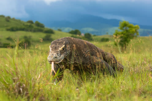   <span class="attribution"><a class="link " href="https://www.shutterstock.com/image-photo/komodo-dragon-crawls-along-path-photographed-627770663?src=4k-KrSnfmI_8xIb4_nrf6w-3-14" rel="nofollow noopener" target="_blank" data-ylk="slk:Kit Korzun/Shutterstock;elm:context_link;itc:0;sec:content-canvas">Kit Korzun/Shutterstock</a></span>