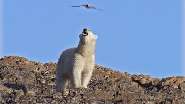 <b>Frozen Planet, BBC One, Wed, 9pm</b><br><b> Episode 3</b><br><br>Polar bear faces aerial attack from nesting Arctic tern. Bears scavenge in the seabird colonies when there is little else to eat. But the terns draw blood with their vicious beaks.