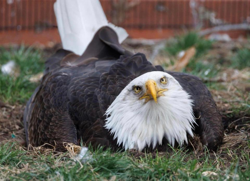 When a recently orphaned eagle needed a dad, Murphy stepped up to help at their home at World Bird Sanctuary in Valley Park in St. Louis County.
"Although it might make you feel sad that Murphy has built a nest and is nurturing a rock as an egg, it’s just his hormonal response to spring," the sanctuary posted on Facebook. "Murphy is not sad, so you don’t need to be."