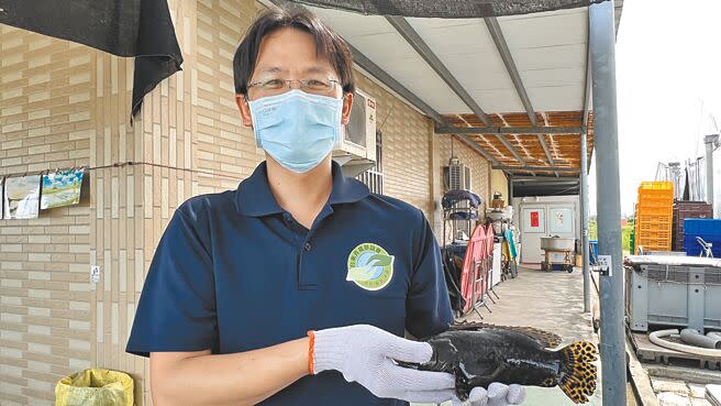 台南養殖青年郭俊瑋6年多前也面臨石斑魚外銷受阻，所以提早將通路轉往國內市場。（張毓翎攝）