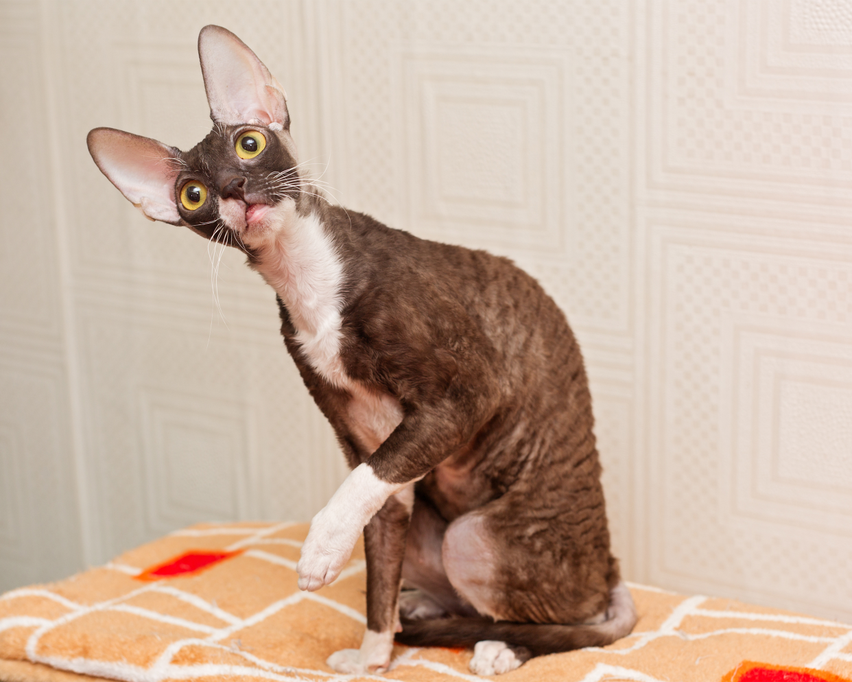 A Cornish Rex cat cocking his head while sitting on a light orange and white square pattern blanket, looking towards the camera to the left, a white wall with square patterns in the background