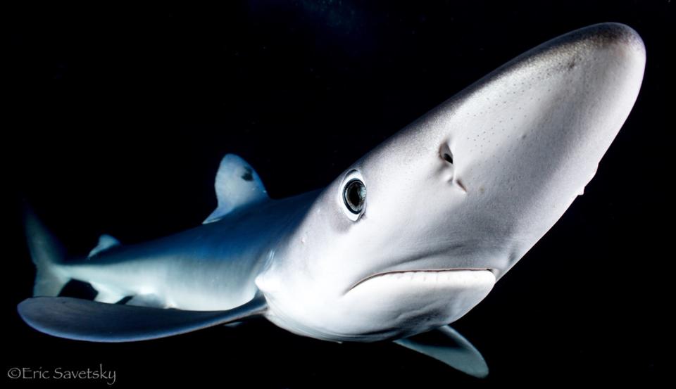 A blue shark off Cape Cod. A new study demonstrates that large predatory fishes like sharks, tunas and billfish make a surprising number of visits to the deep ocean—particularly the twilight zone, which the authors say has been overlooked as critical habitat.