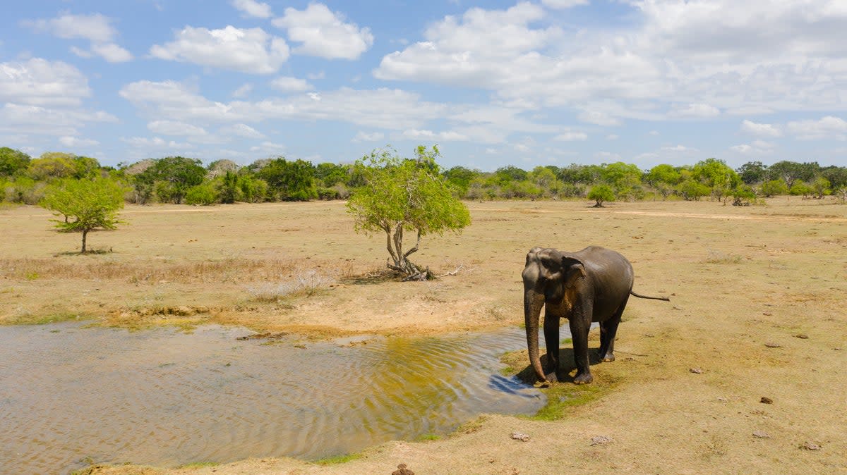 Kumana National Park sees animals roam free (Getty Images/iStockphoto)