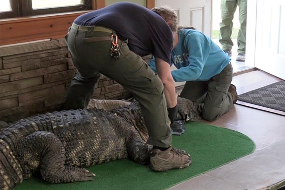 Albert is reported to have blindness and spinal issues (New York DEC via AP)