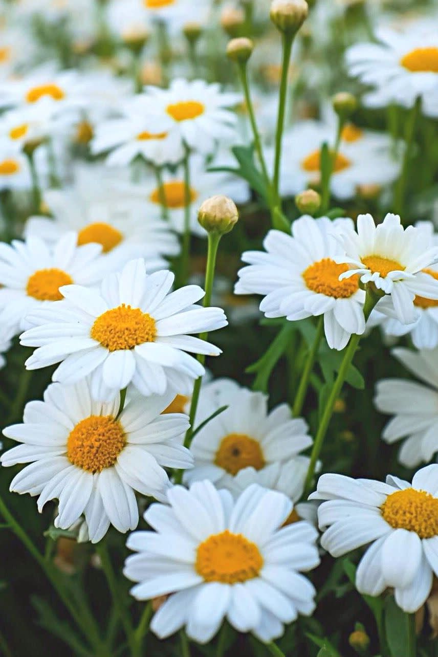 summer flowers, close up of daisies outdoors