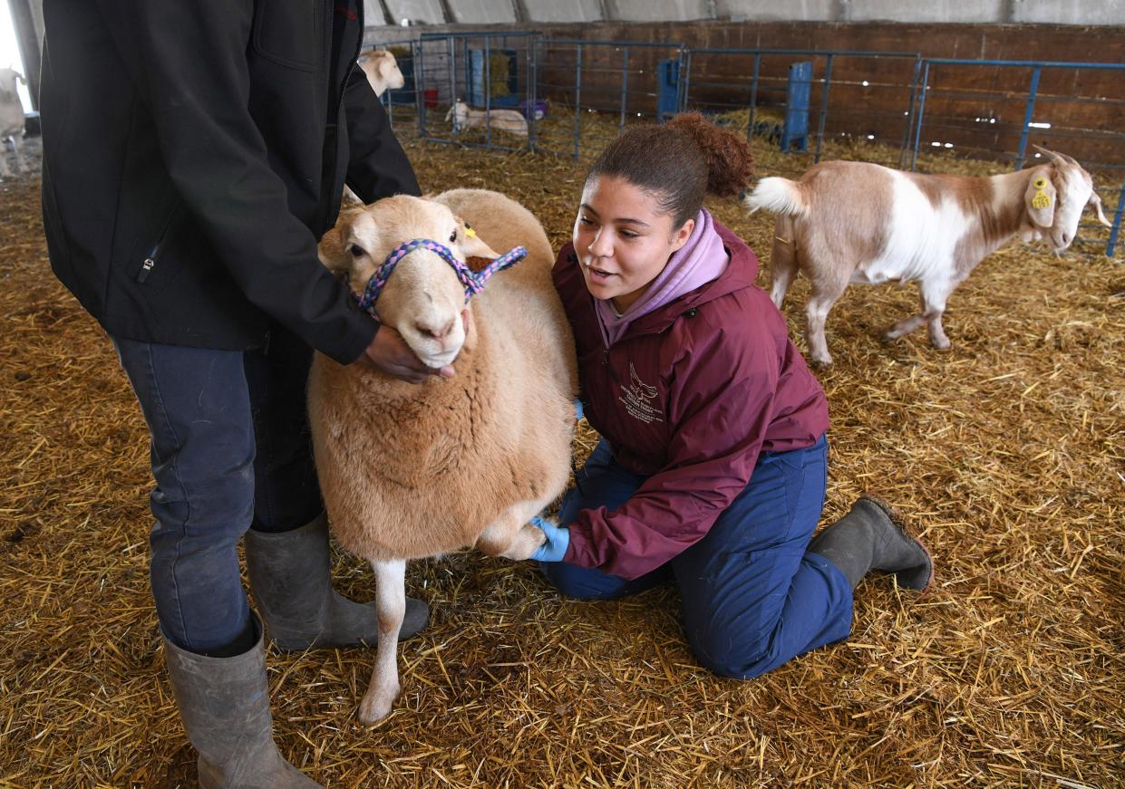 University of Maryland Eastern Shore pre-vet student Kaila Tyree-Castro gives "Toast," a male sheep on the campus farm, a nail-trimming on Feb. 8. The student hopes to attend the campus' soon-to-be vet school someday.