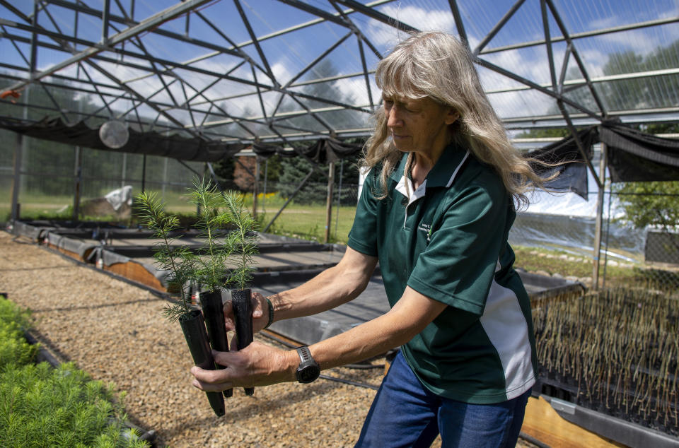 Tammy Parsons, nursery manager with New Mexico State University's John T. Harrington Forestry Research Center, holds Douglas fir seedlings in Mora, New Mexico, Wednesday, Aug. 24, 2022. The center grows seedlings that are planted at Santa Clara Pueblo and other areas affected by wildfires. (AP Photo/Andres Leighton)