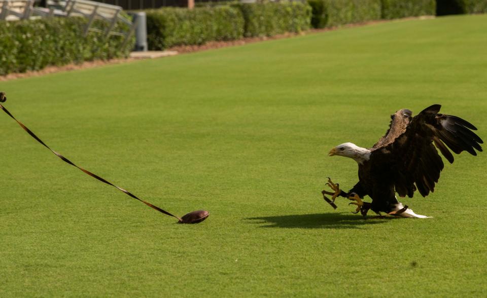 Auburn's bald eagle, Spirit, lands during the War Eagle flight practice at Jordan-Hare Stadium in Auburn, Ala., on Wednesday, Aug. 26, 2021. 