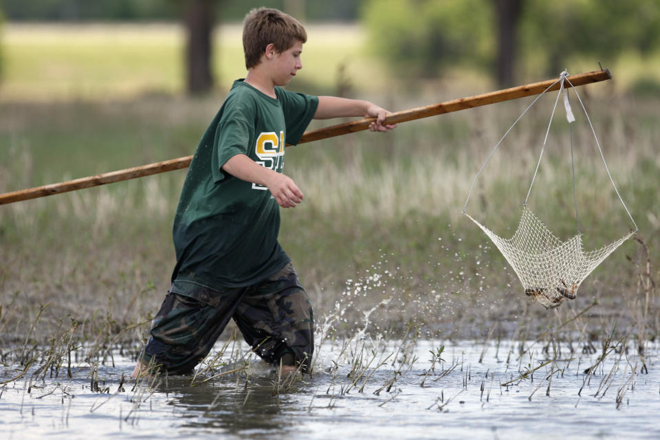 FILE - Crawfish is caught, May 19, 2008, in the Bonnet Carre Spillway near Norco, Louisiana. Amid a crawfish shortage in Louisiana, the nation’s top producer of the crustaceans that are a staple in Gulf Coast seafood boils, Gov. Jeff Landry issued a disaster declaration for the impacted industry Wednesday, March 6, 2024. (AP Photo/Tim Mueller, File)