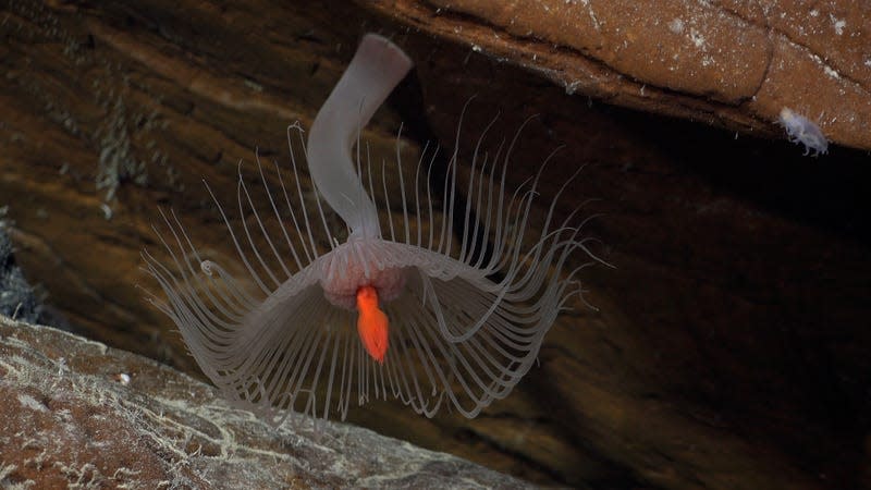 A hydroid found during Dive 663 - Photo: <a class="link " href="https://schmidtocean.photoshelter.com/galleries/C0000HRWFfu1r_rE/G0000rTHPxnoGl64/I0000N_qnoh2xWTw/A-hydroid-documented-on-the-northern-flank-of-Rapa-Nui" rel="nofollow noopener" target="_blank" data-ylk="slk:ROV SuBastian/Schmidt Ocean Institute under CC BY-NC-SA;elm:context_link;itc:0;sec:content-canvas">ROV SuBastian/Schmidt Ocean Institute under CC BY-NC-SA</a>