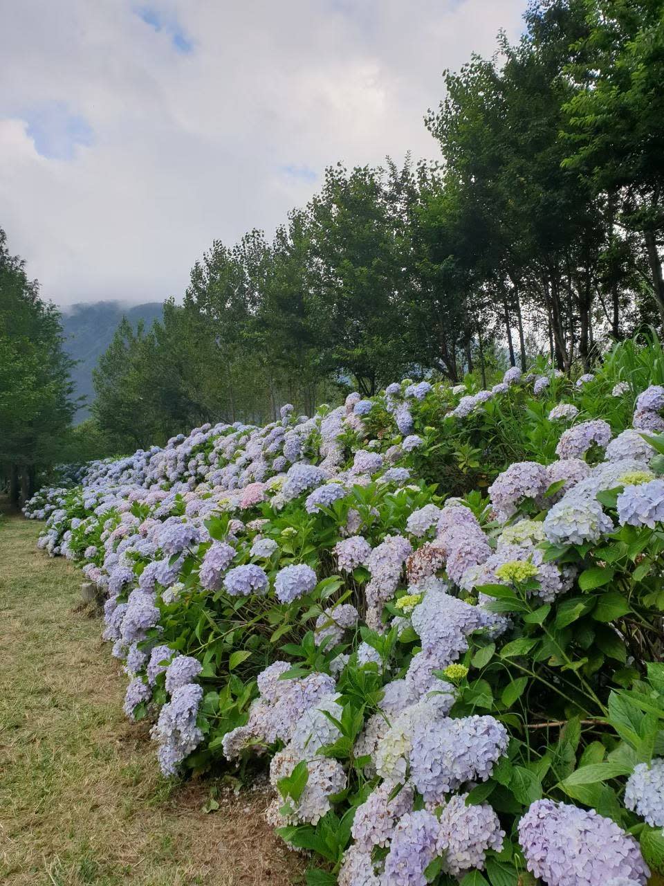 夏天來到武陵農場可欣賞滿園盛開的美麗繡球花。(攝影：Vivian Liu)