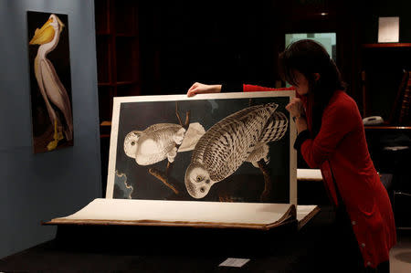 FILE PHOTO: A Sotheby's employee poses with a page depicting a Snowy Owl from John James Audubon's "Birds of America", at Sotheby's in London December 6, 2010. REUTERS/Suzanne Plunkett/File Photo
