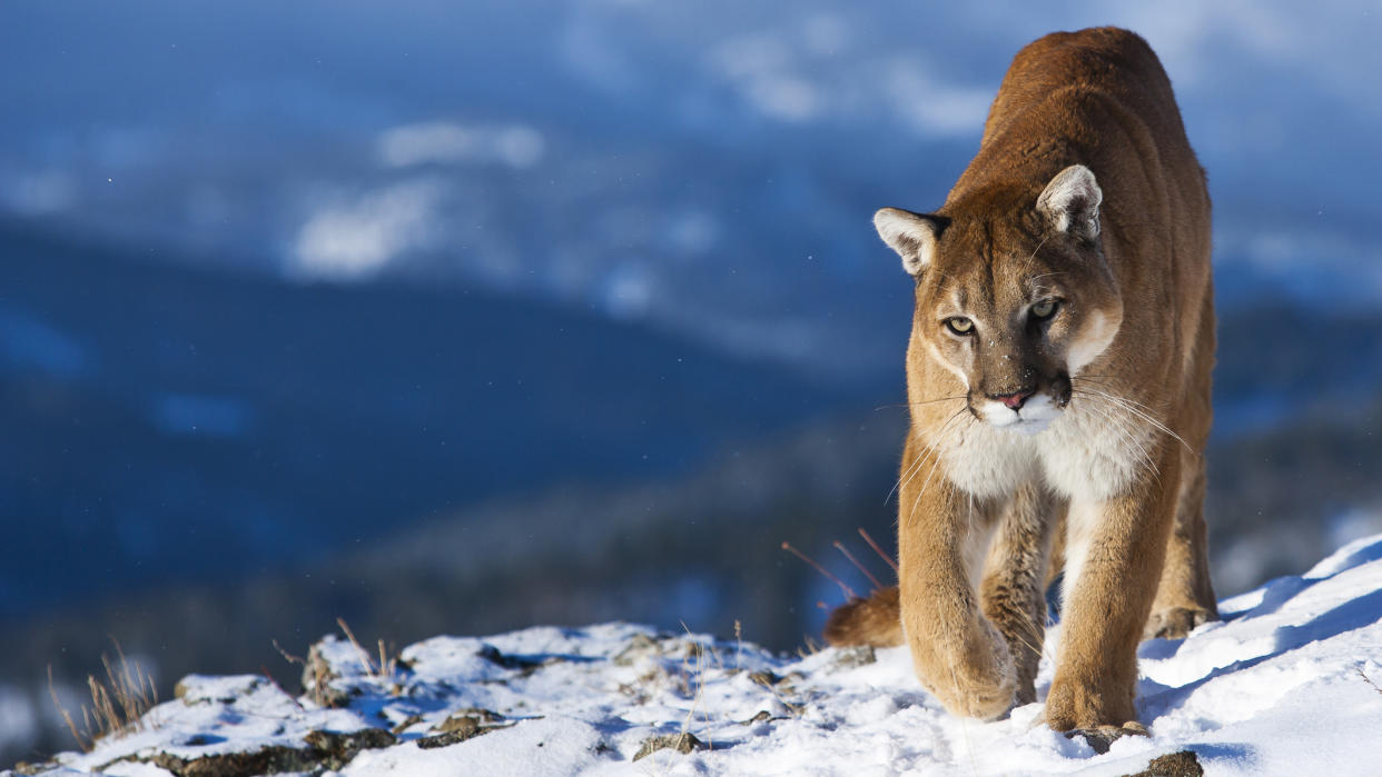  What to do if you meet a mountain lion: mountain lion on the slopes. 