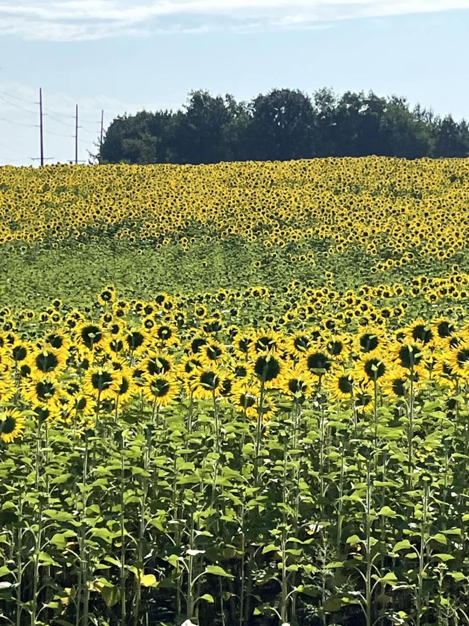 Sunflower fields are becoming a familiar site in Ohio. Sunflowers can be profitable for farmers because of their many uses, from edible oil and seeds to feed for livestock.