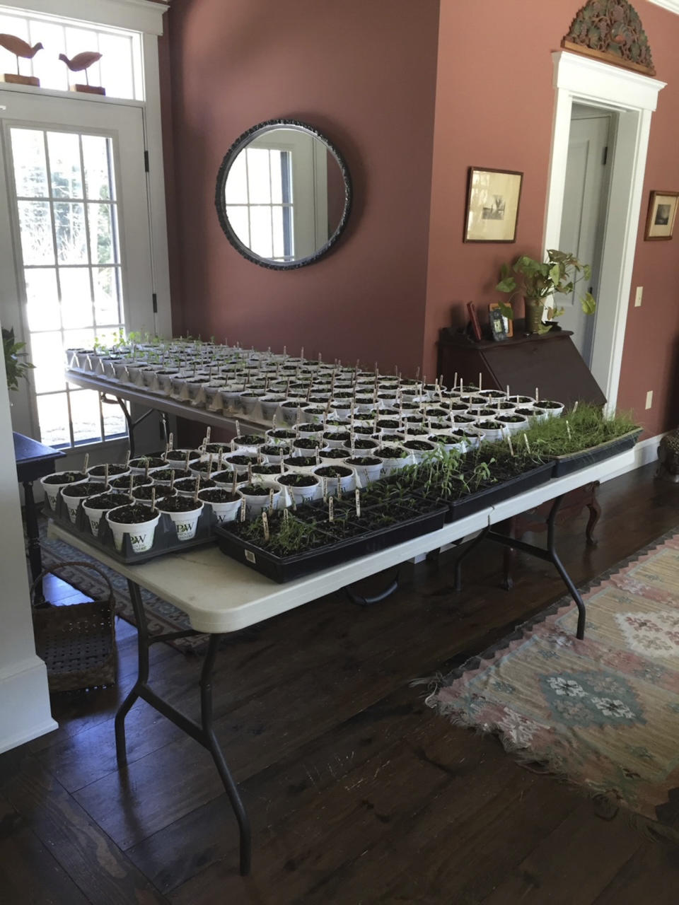 In this photo taken in the spring of 2020 provided by Suzan Ferreira, dozens of pots of tomato seedlings and other plants are shown at Ferreira's home in rural New Hampshire. Ferreira grows up to 150 tomato plants every year in her garden and saves seeds for future use. (Suzan Ferreira via AP)