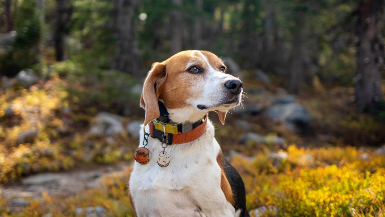 Senior American foxhound