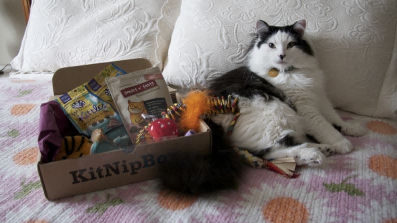 Best cat gifts: KitNip subscription box