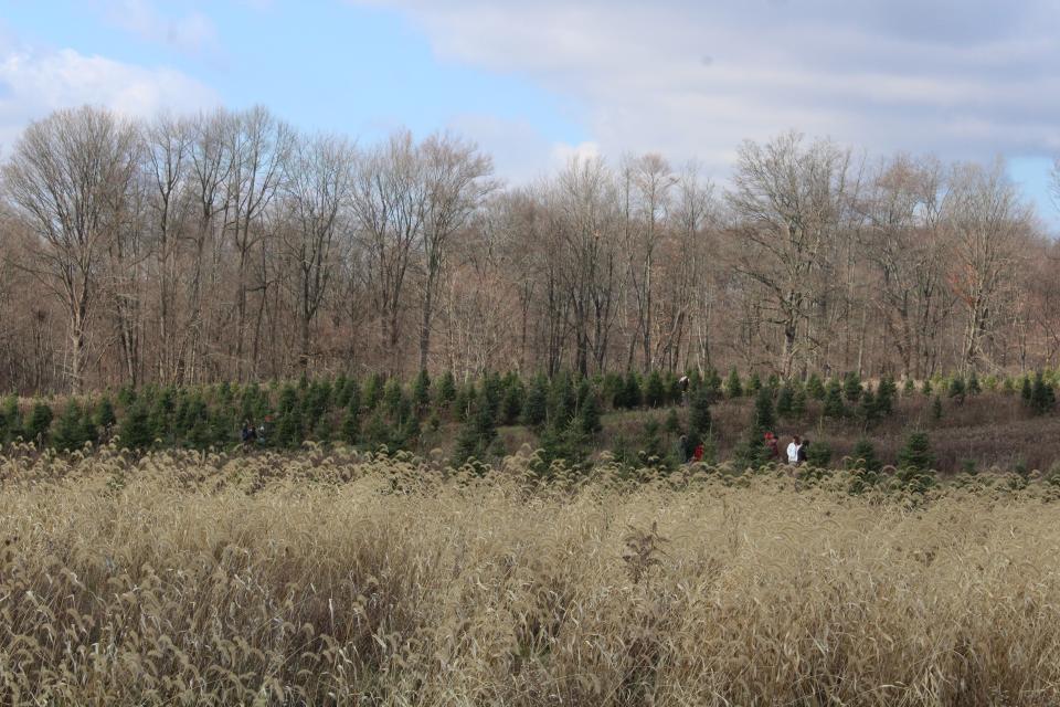 People walk between trees to find their Christmas centerpiece.