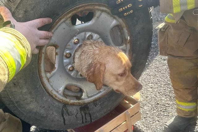 N.J. Firefighters Use Plasma Cutters to Set Dog Free After Getting