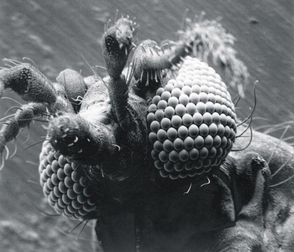 A biting midge, also known in the Lowcoutry as no-see-ums, is seen here with a scanning electron microscope.