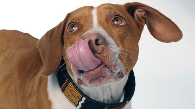 'Walle' Crowned World's Ugliest Dog