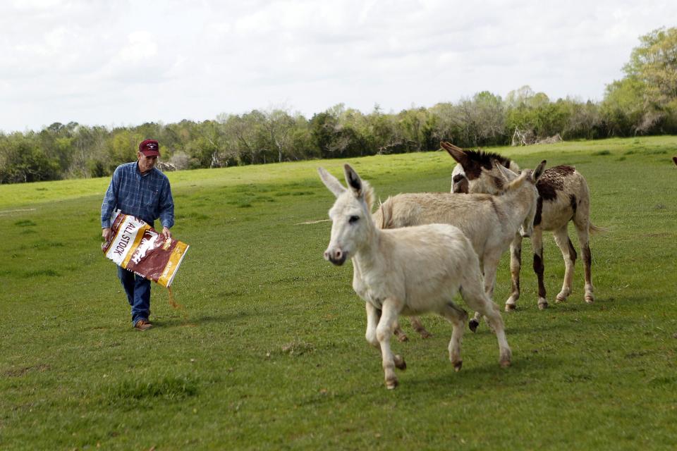 Keith Gantt feeds abandoned donkeys he recovered, in Athens, La., Friday, March 16, 2012. Prolonged drought in the southern plains coupled with the nation’s economic slump has taken a heavy toll on the humble donkey. Across east Texas and north Louisiana, farmers whose grazing land has dried up have sold off herds of cattle, putting livestock-tending donkeys out of work and making it too expensive to keep those bought as pets or for other reasons. In the north Louisiana town of Athens, Keith Gantt, who rounds up loose livestock for the Claiborne Parish Sheriff's Office, has hundreds of donkeys he can't give away. He’s had some for two years. (AP Photo/Gerald Herbert)