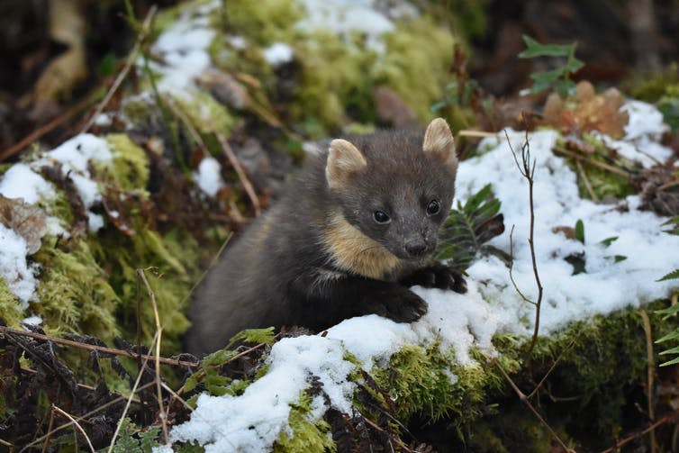 <span class="caption">Pine martens are natural predators in Britain and Ireland. These forest specialists are returning to their old haunts after centuries of decline.</span> <span class="attribution"><span class="source">Joshua P Twining</span>, <span class="license">Author provided</span></span>