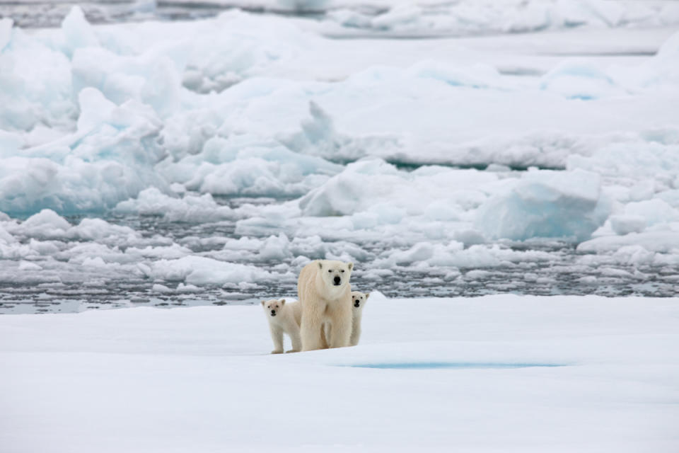 北極熊都是由單親媽媽獨自照顧寶寶，並傳授生存技能。