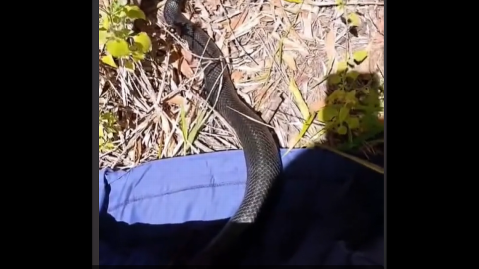 El cazador sacó cuidadosamente a la serpiente de la cesta y la metió en una bolsa para relocalizarla después en un sitio más remoto, según el video.